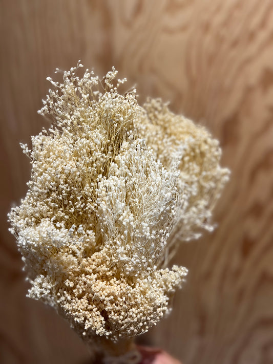 LAST CHANCE - Bleached Broom Bloom