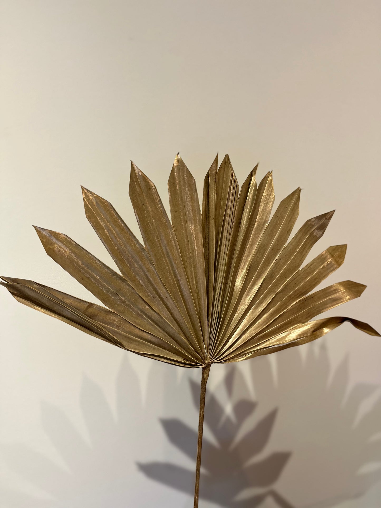 Gold King Sun Palm