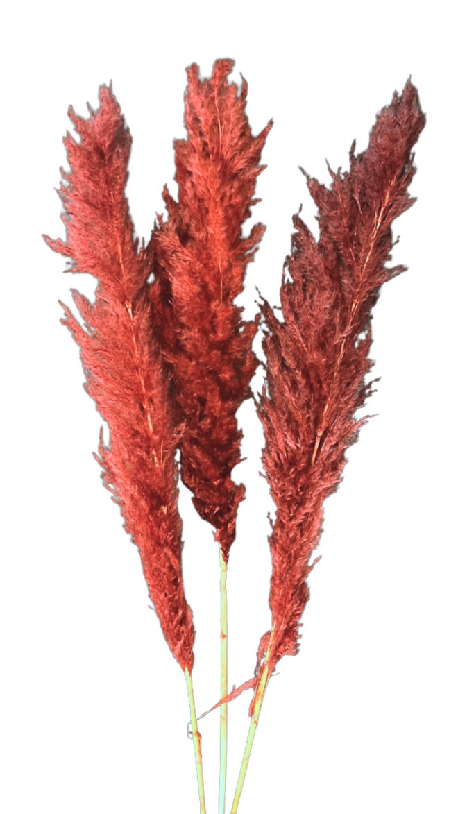 ***CLEARANCE*** Burnt Red Large Pampas Grass - PER STEM