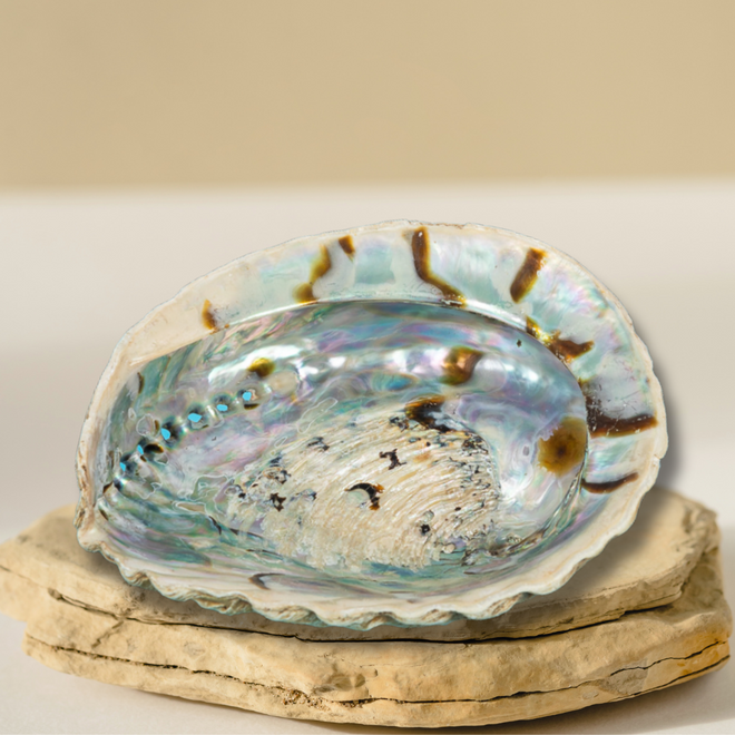 Abalone Shell Jewelry/Smudging Dish