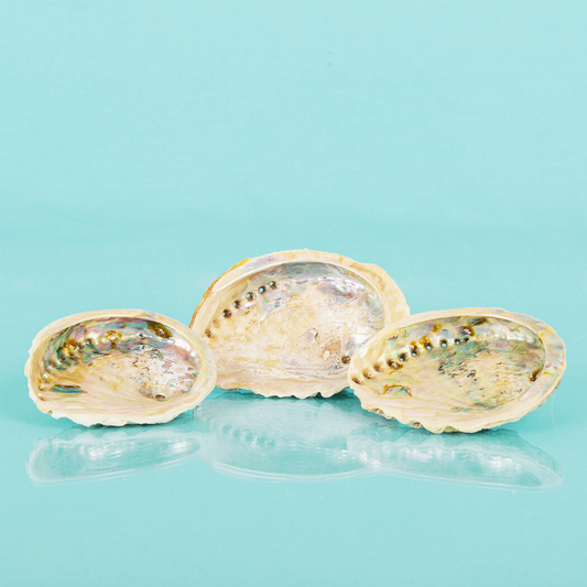Small Abalone Shell Jewelry/Smudging Dish