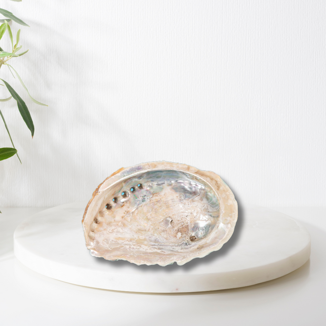 Small Abalone Shell Jewelry/Smudging Dish