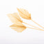 Bleached Palm Spears