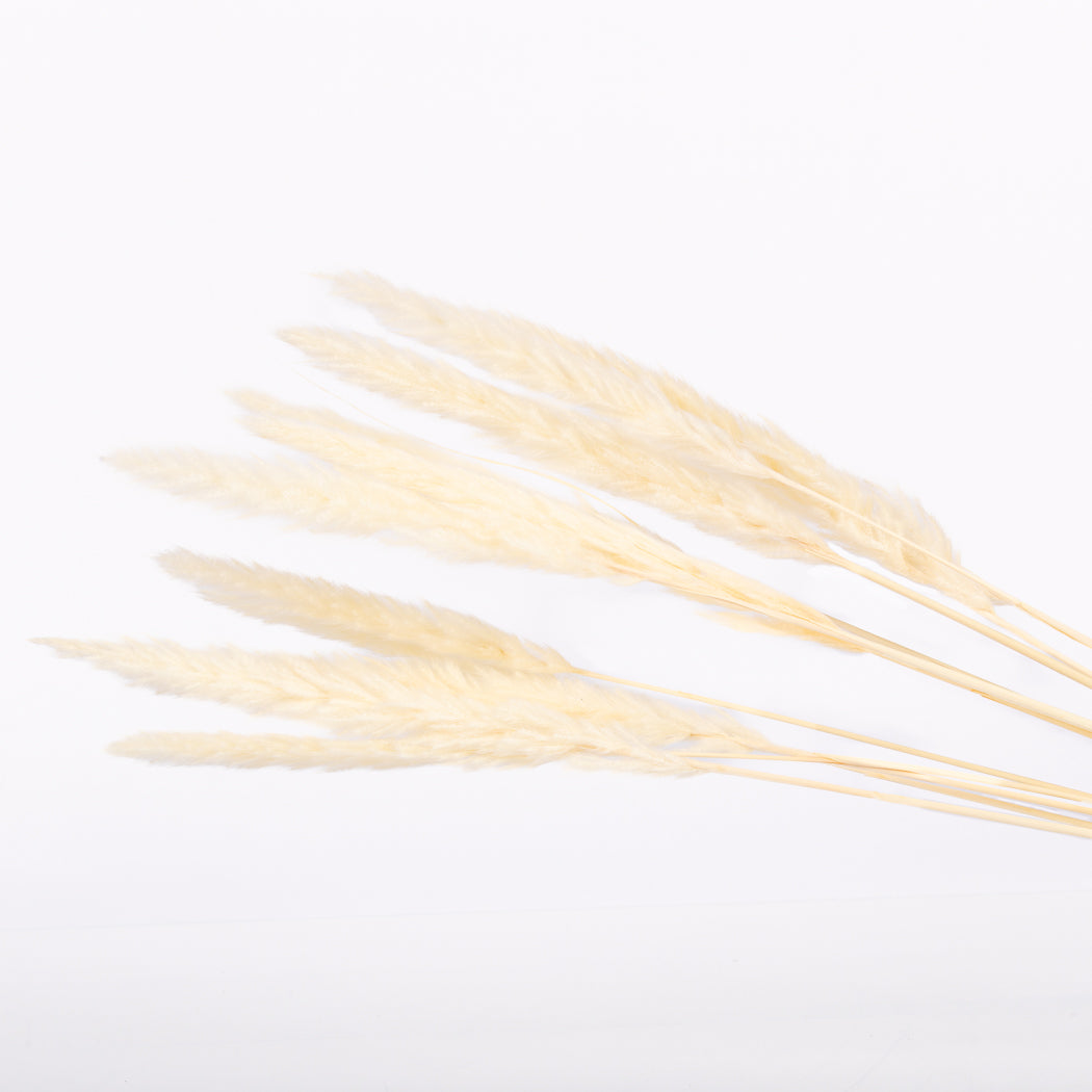 White Mini Pampas Grass