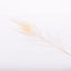 Bleached Peacock Feathers