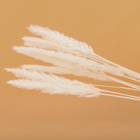 White Mini Pampas Grass
