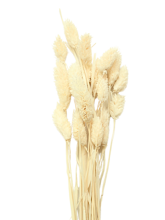 Bleached Phalaris