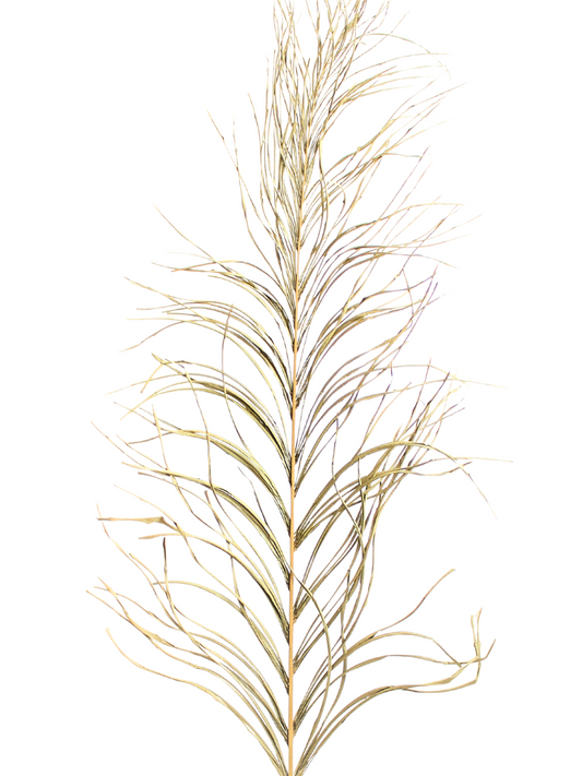 Inaja Palm Tree Leaf