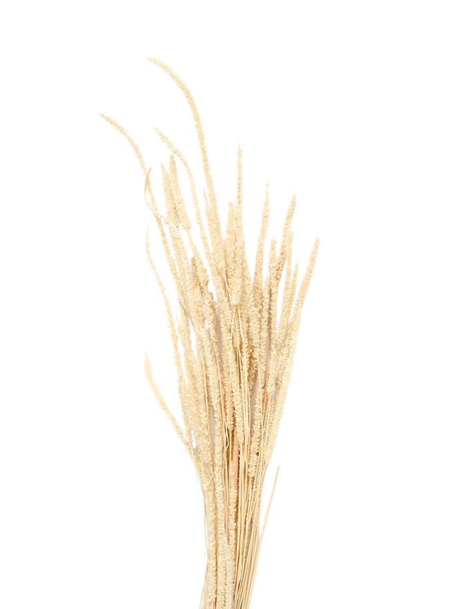 Bleached Timothy Grass
