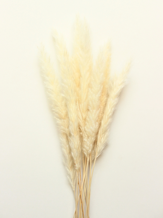 White Mini Pampas Grass