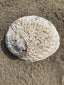 Natural abalone shell trinket dish