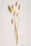 Cream Bunny Tails