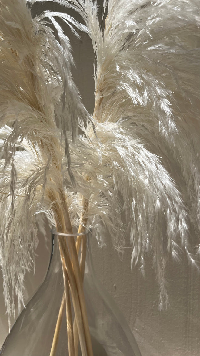 Luxe Pure White Pampas Grass