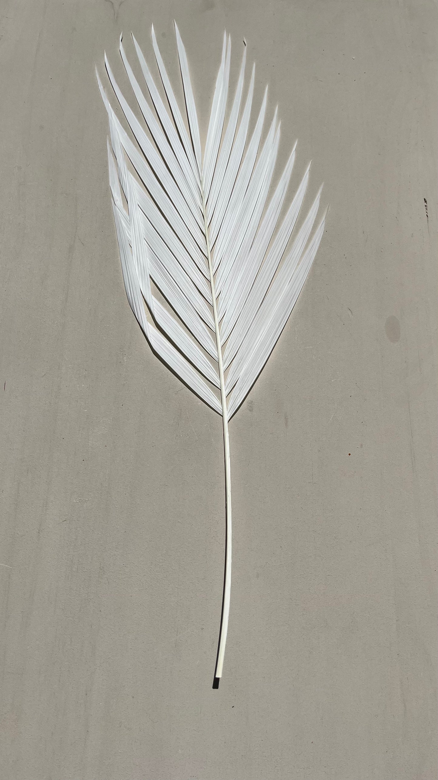 Luxe Pure White Palm Leaf