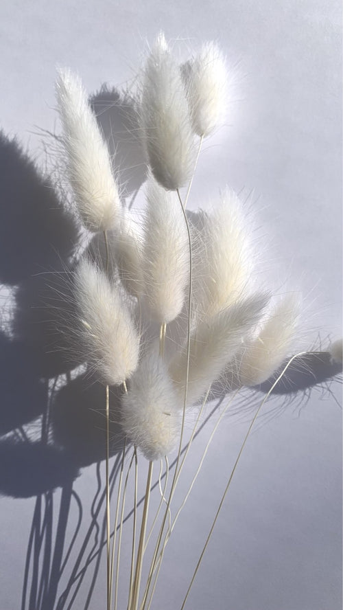White Bunny Tails