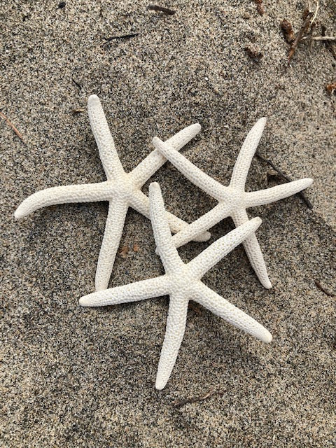 Lady Finger Starfish - Various Sizes